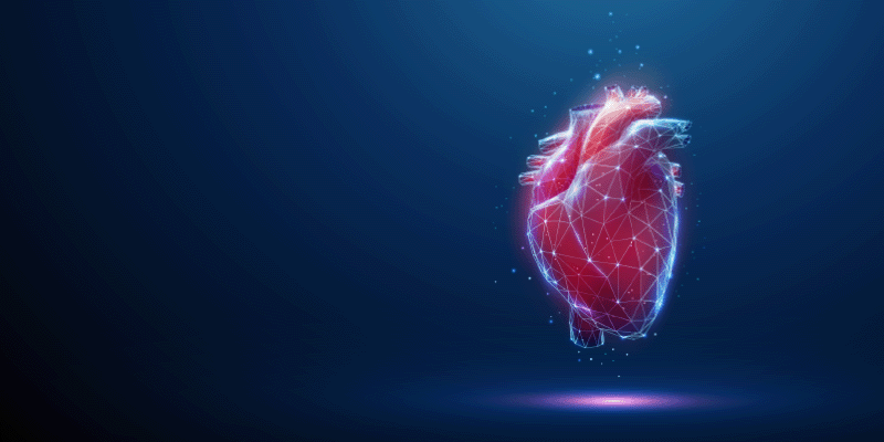 Human heart