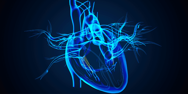 Human heart outlined